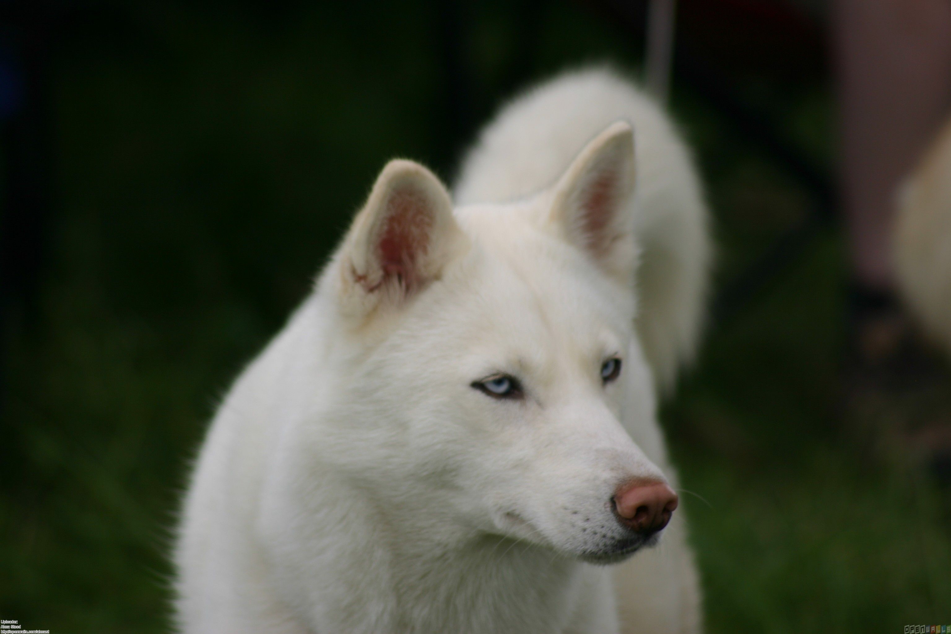White Husky Wallpapers Wallpaper Cave