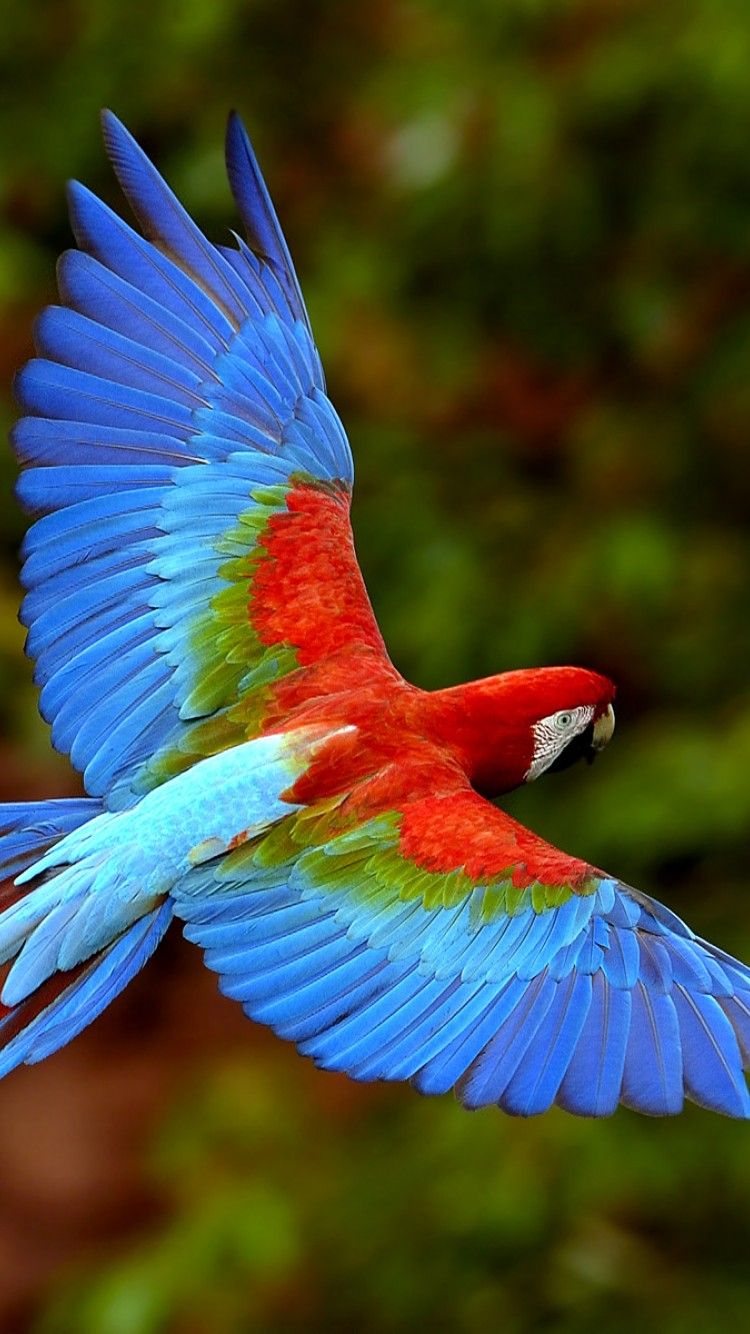 Rainbow Animals Wallpapers Wallpaper Cave