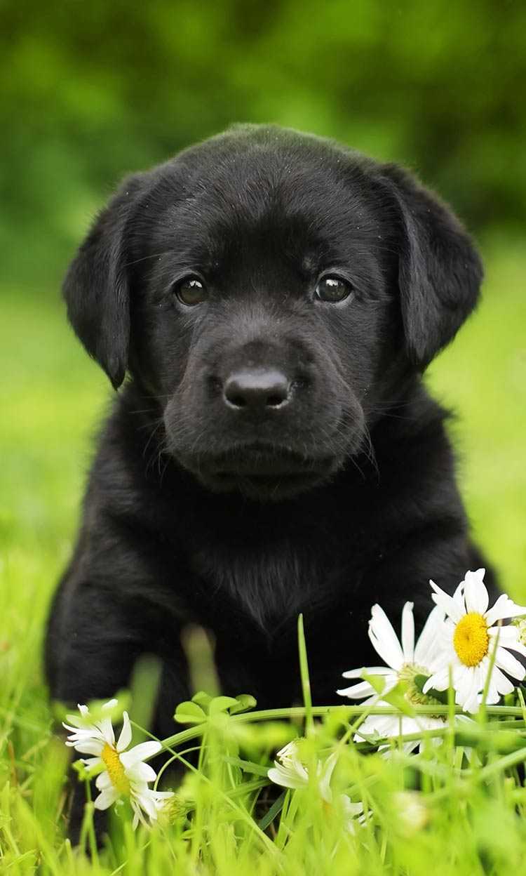 Black Puppy Wallpapers Wallpaper Cave
