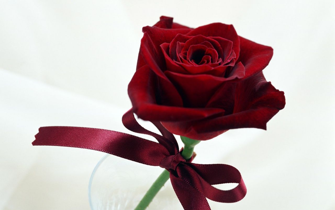 Rose Propose Wallpapers Wallpaper Cave