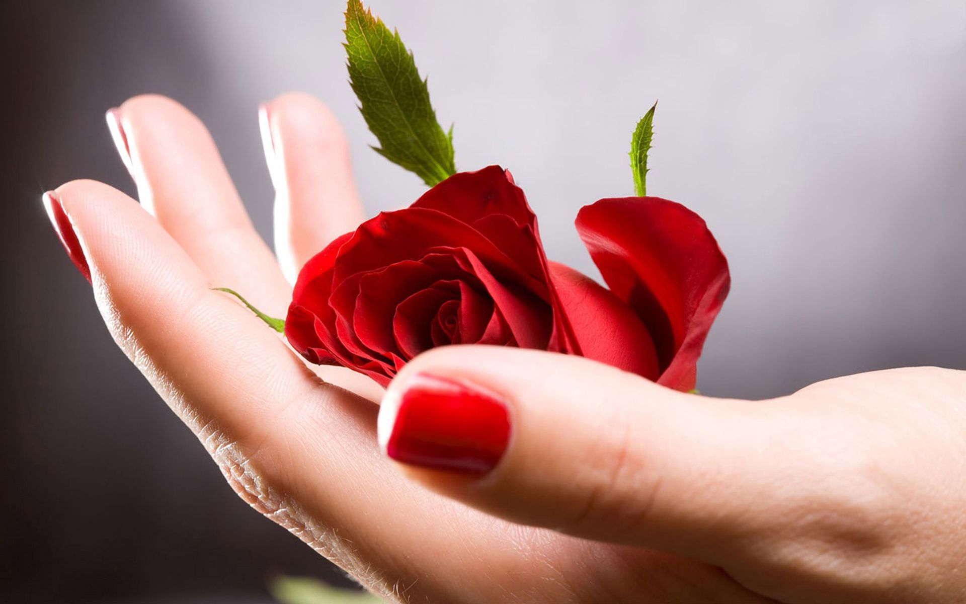 Flower In Hand Wallpapers Wallpaper Cave