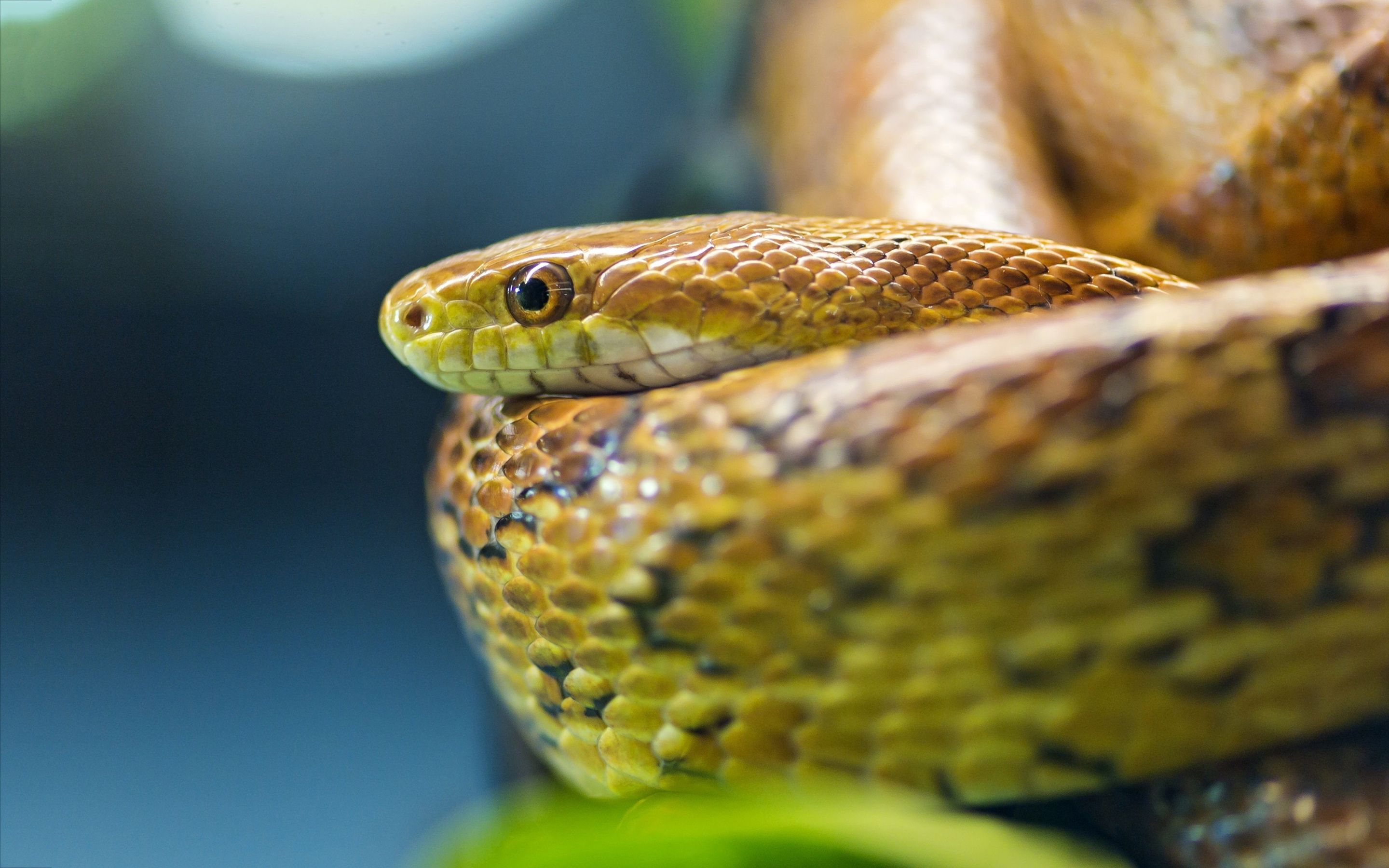 Cute Snakes Wallpapers Wallpaper Cave