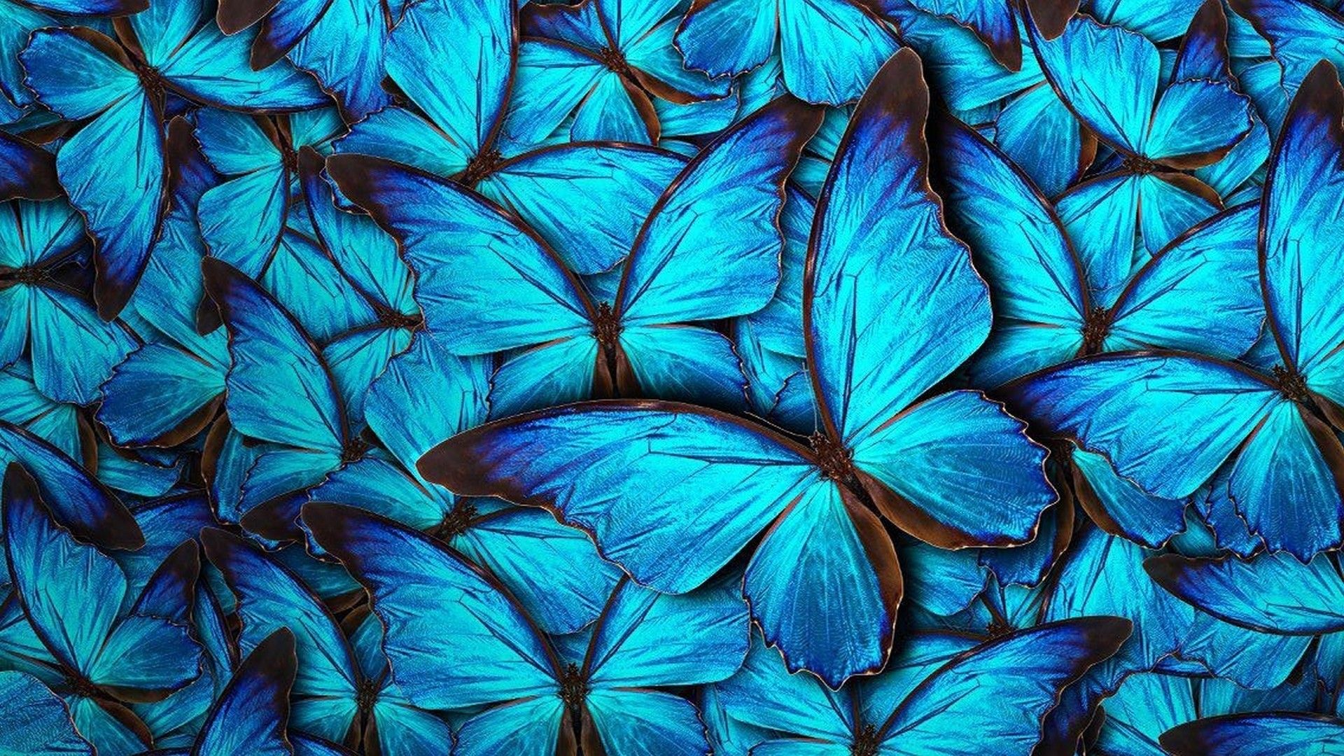 Blue Butterfly Desktop Wallpapers Wallpaper Cave