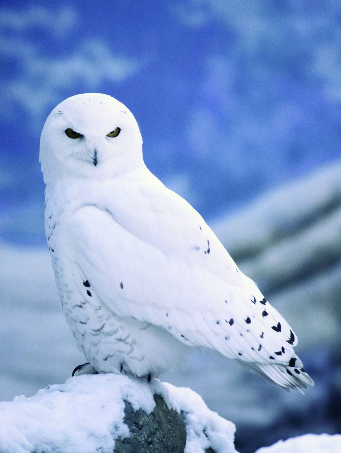 Winter Owls Wallpapers Wallpaper Cave