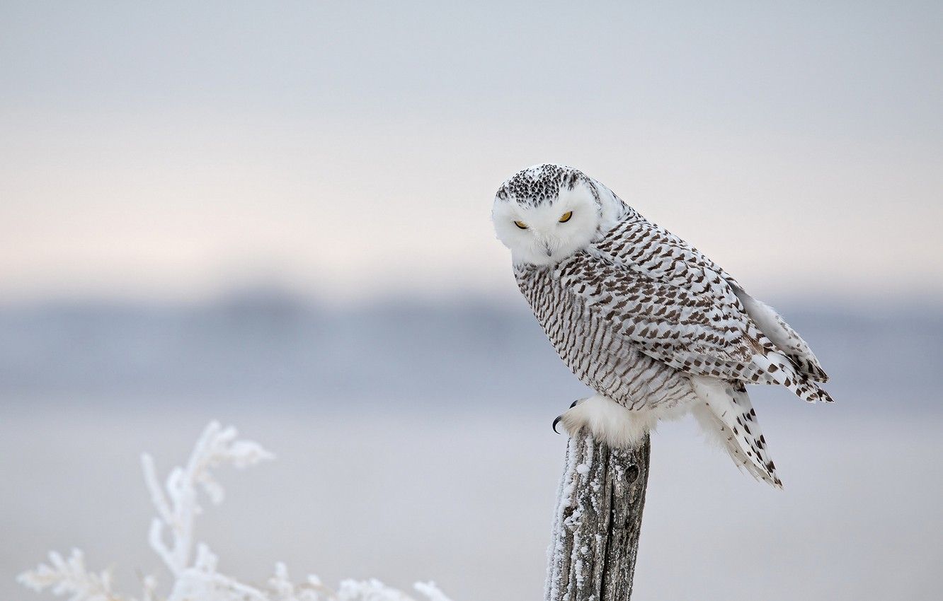 Winter Owls Wallpapers Wallpaper Cave