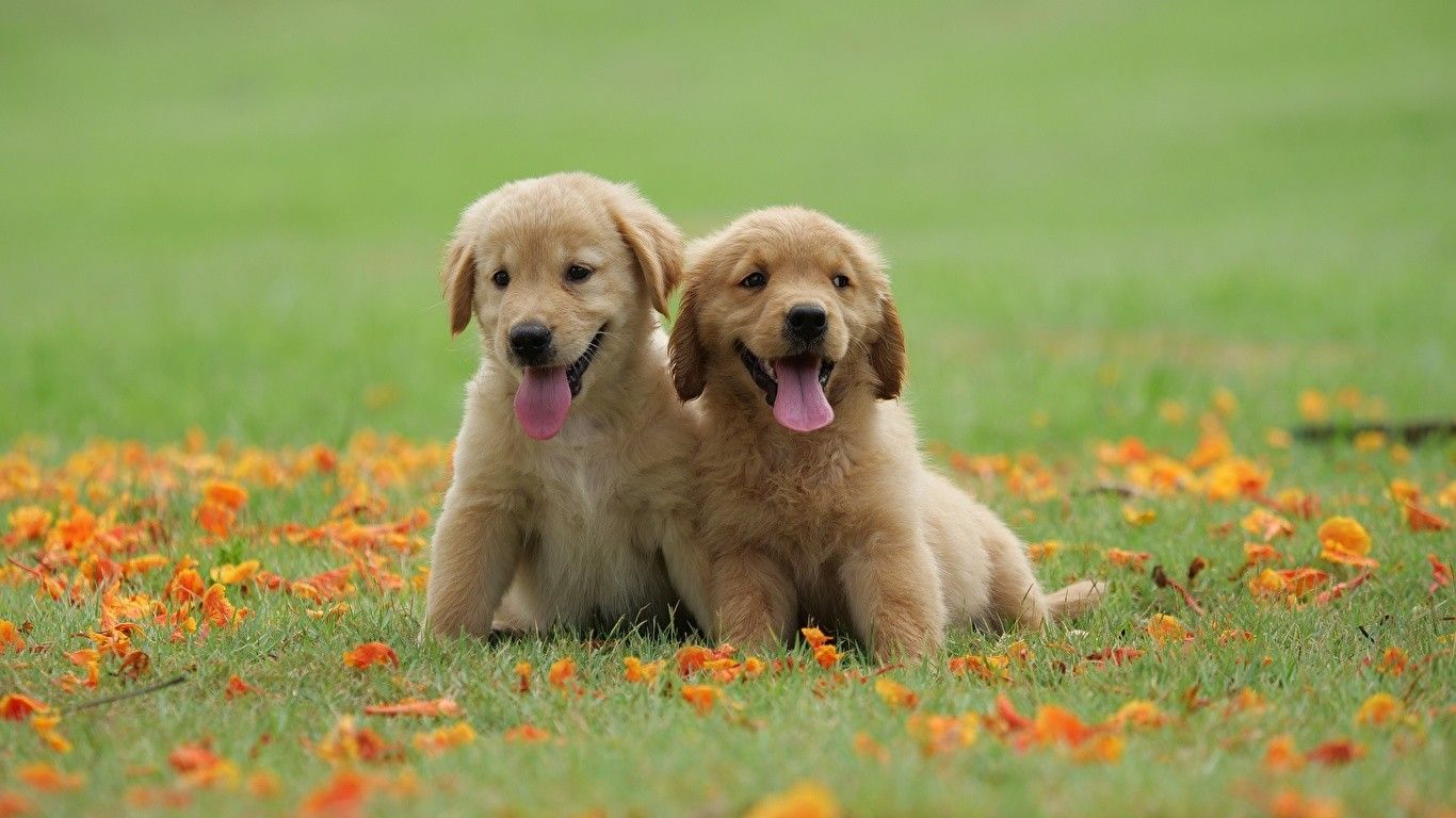 Cute Golden Retrievers Wallpapers Wallpaper Cave