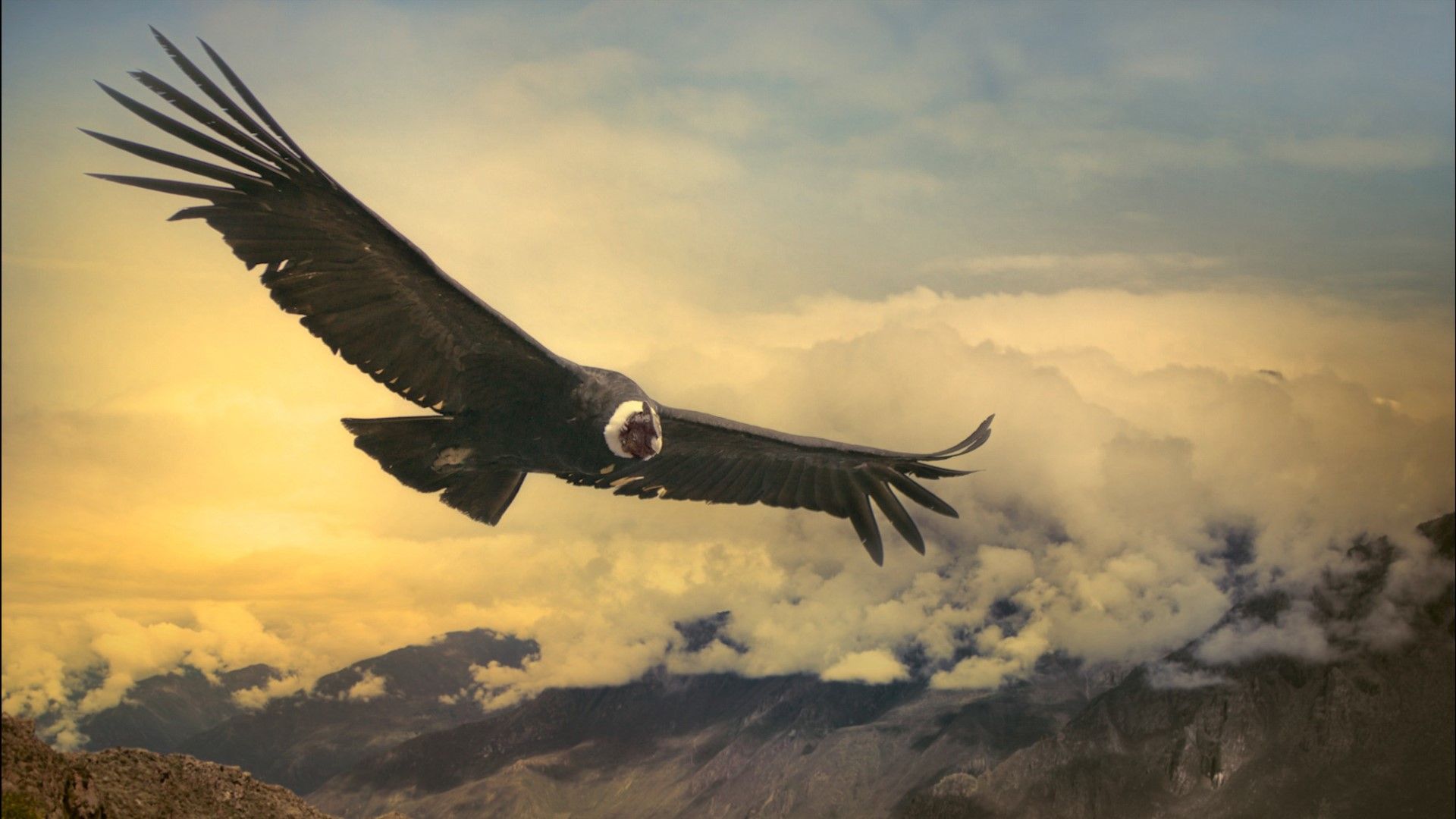 Andean Condor Wallpapers Wallpaper Cave