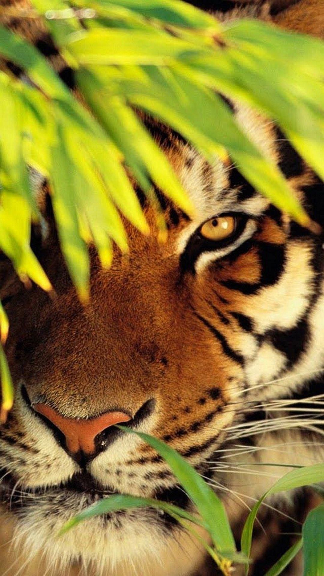 iPhone Animals Wallpapers Wallpaper Cave