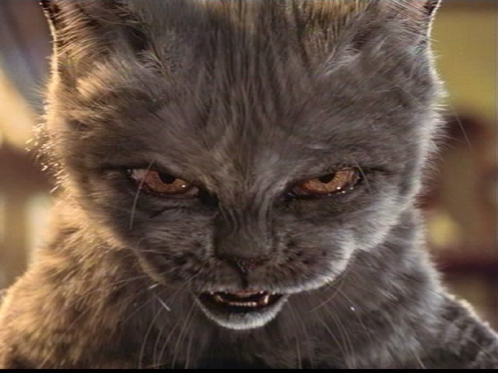 Evil Cat Wallpapers Wallpaper Cave