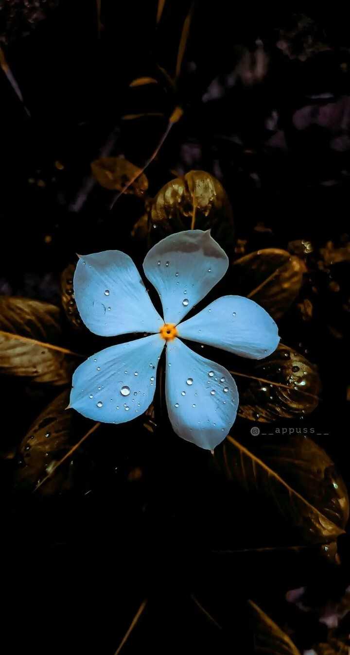 ShareChat Wallpapers Wallpaper Cave