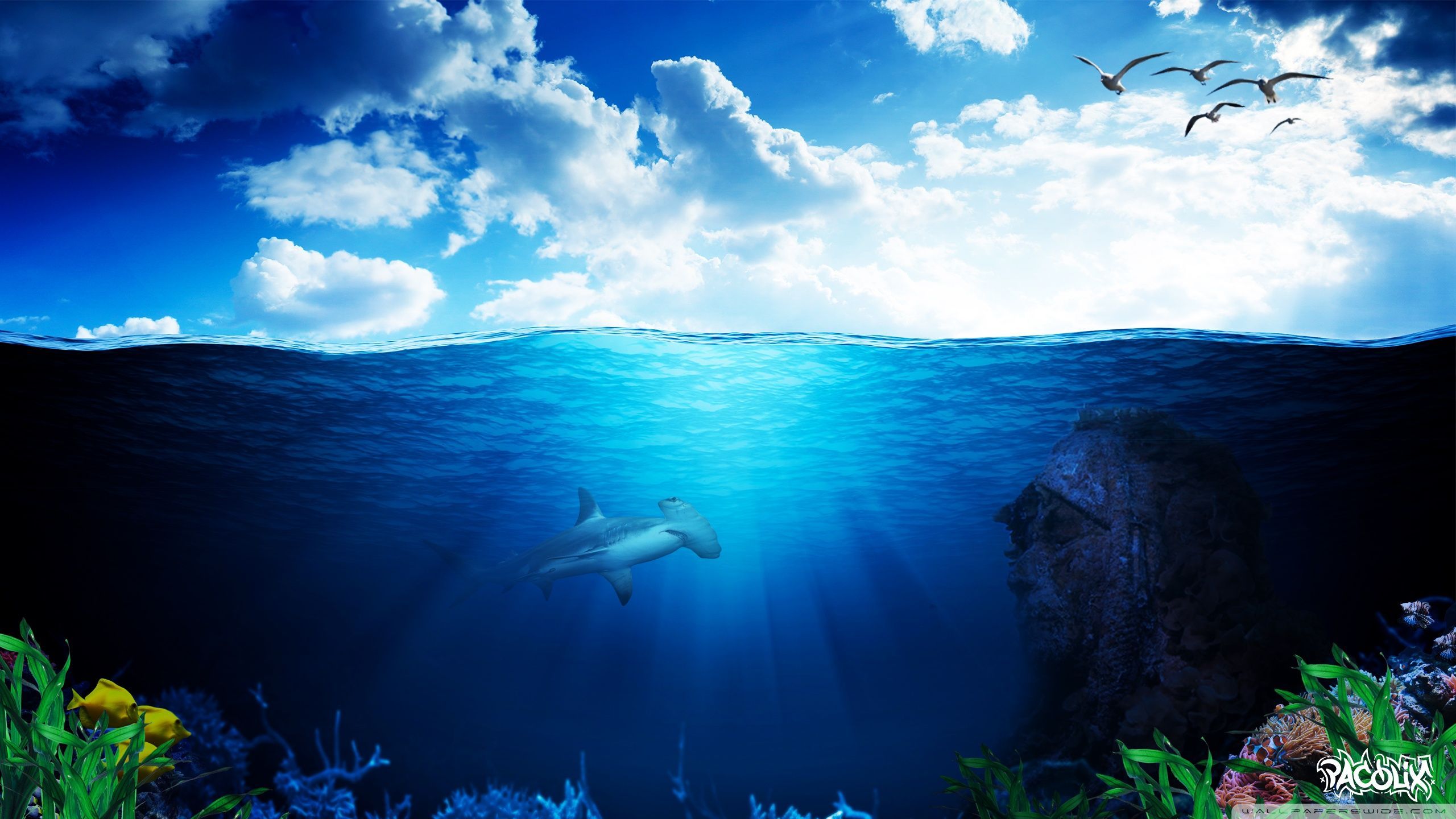 Underwater World Wallpapers Wallpaper Cave