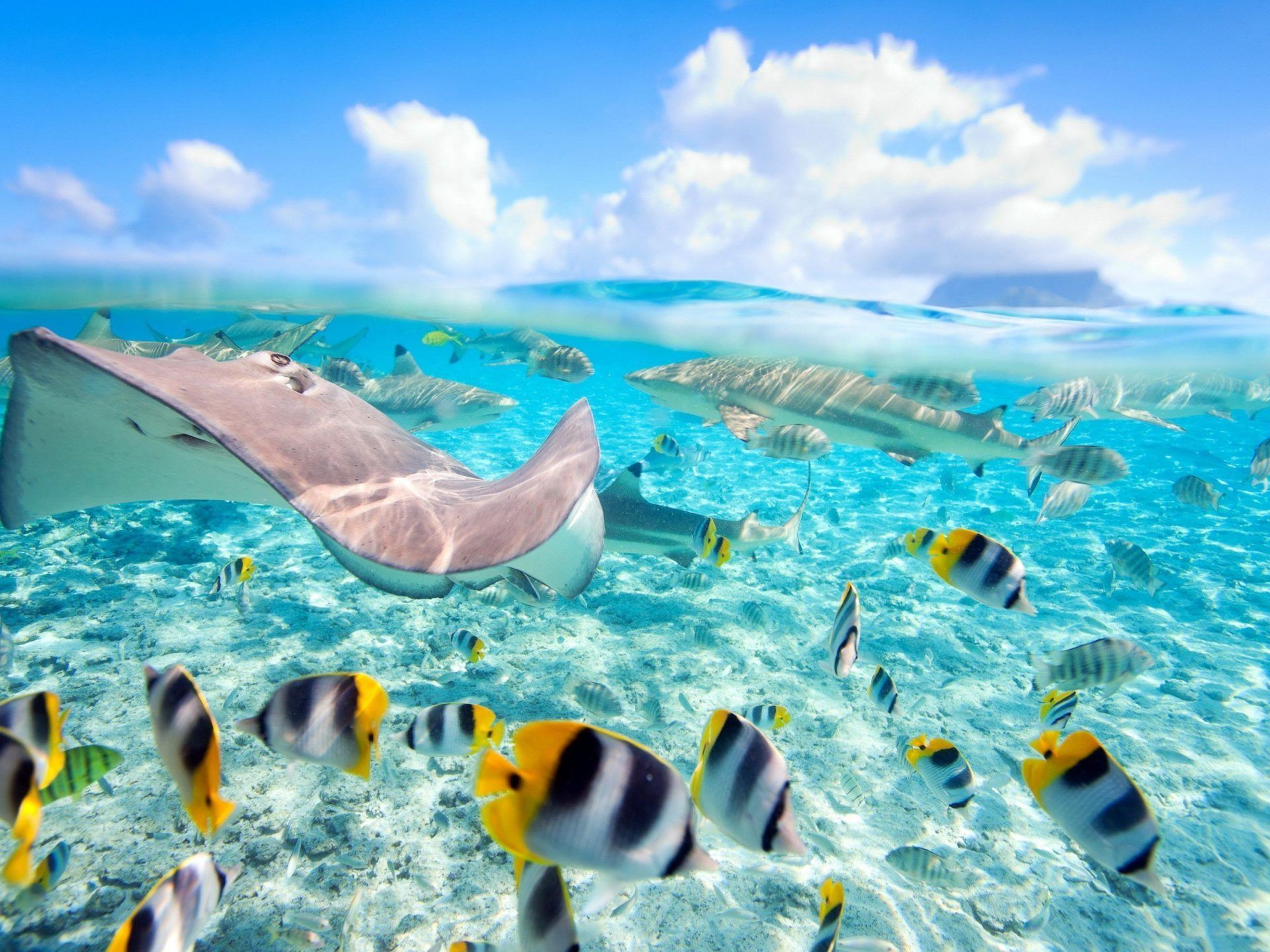 Underwater World Wallpapers Wallpaper Cave