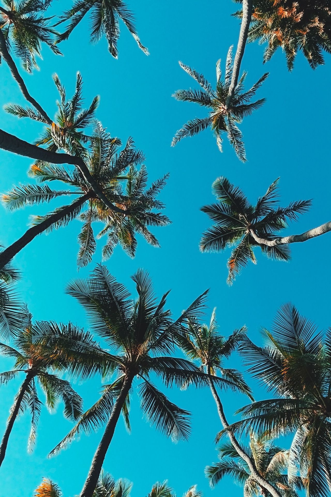 Tropical Aesthetic Laptop Background