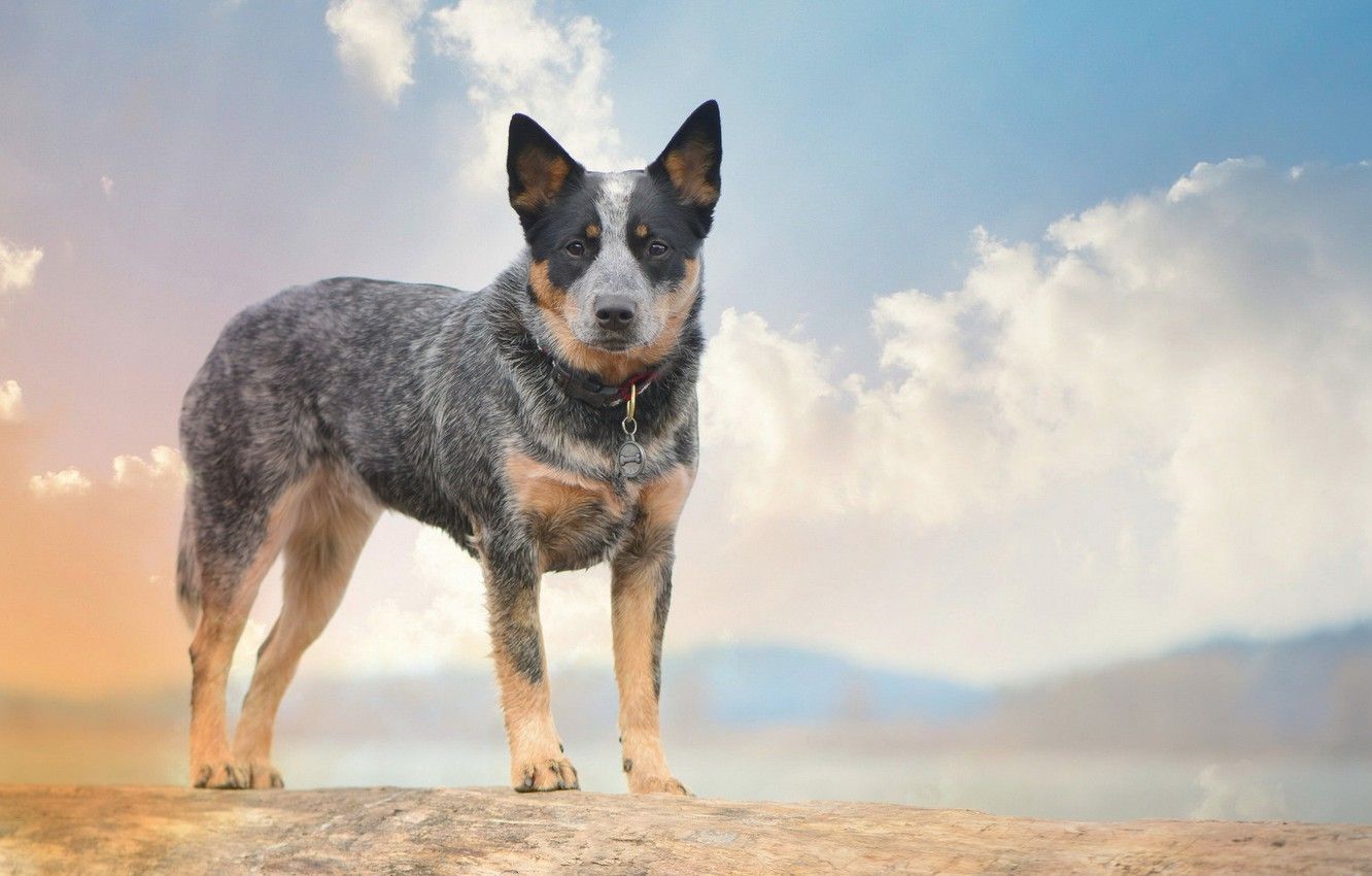 Australian Cattle Dog Wallpapers Wallpaper Cave