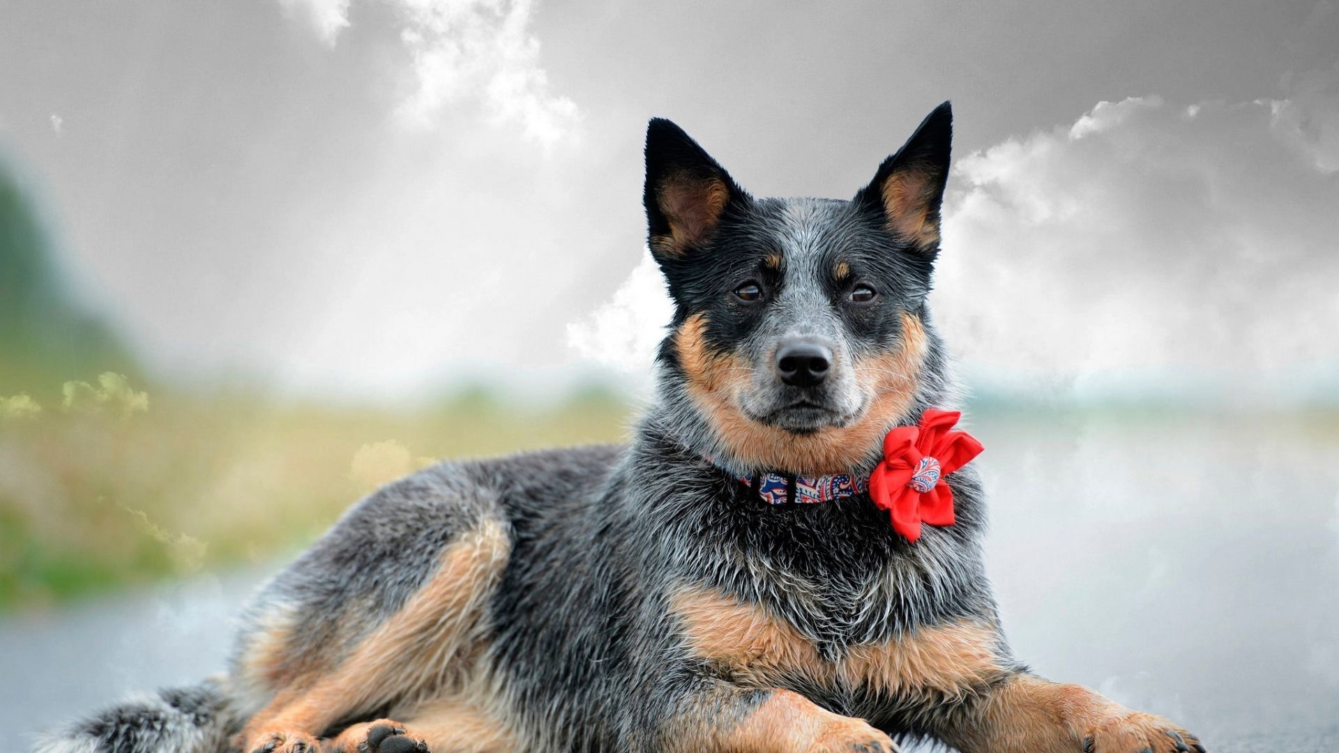 Australian Cattle Dog Wallpapers Wallpaper Cave