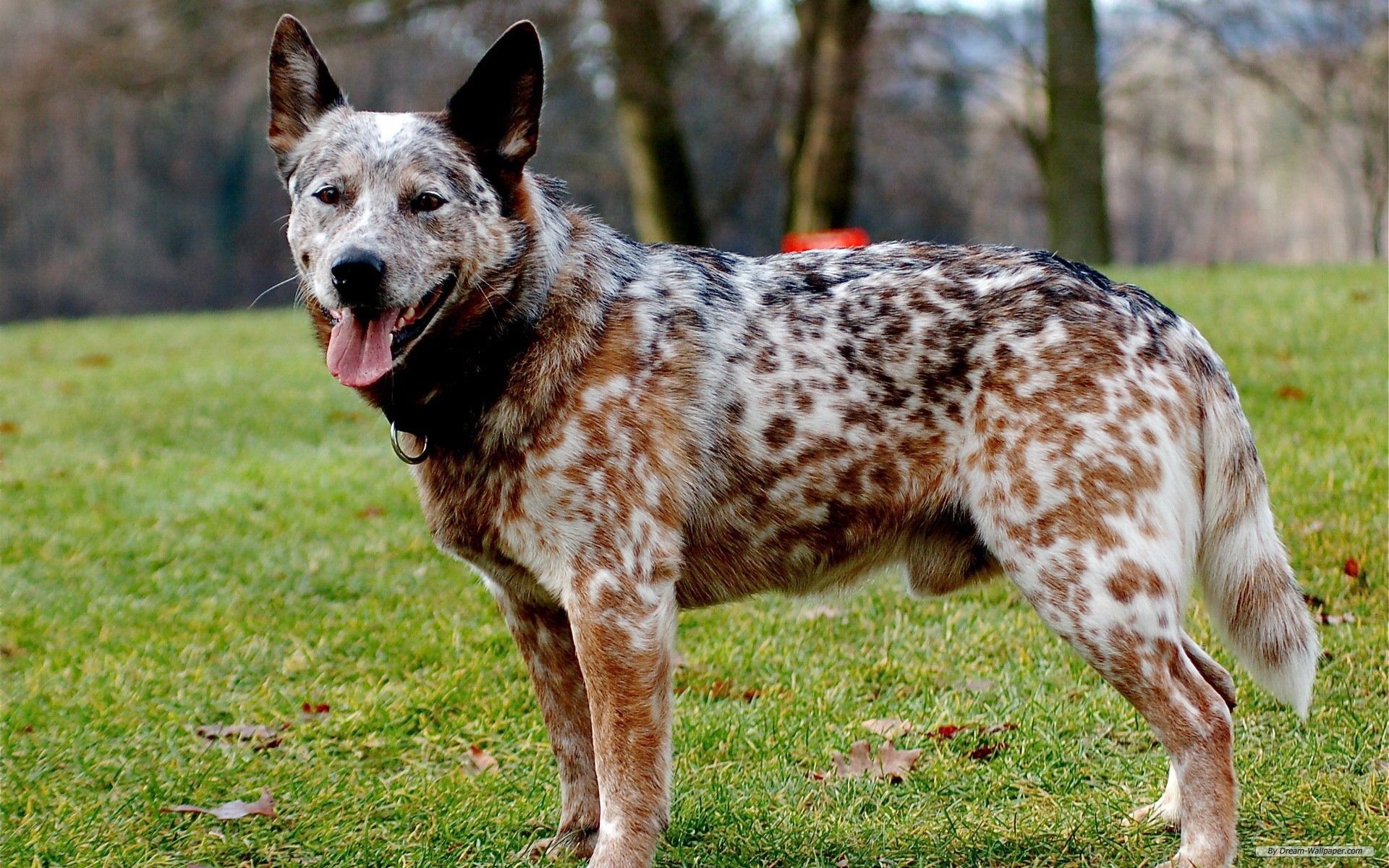 Australian Cattle Dog Wallpapers - Wallpaper Cave