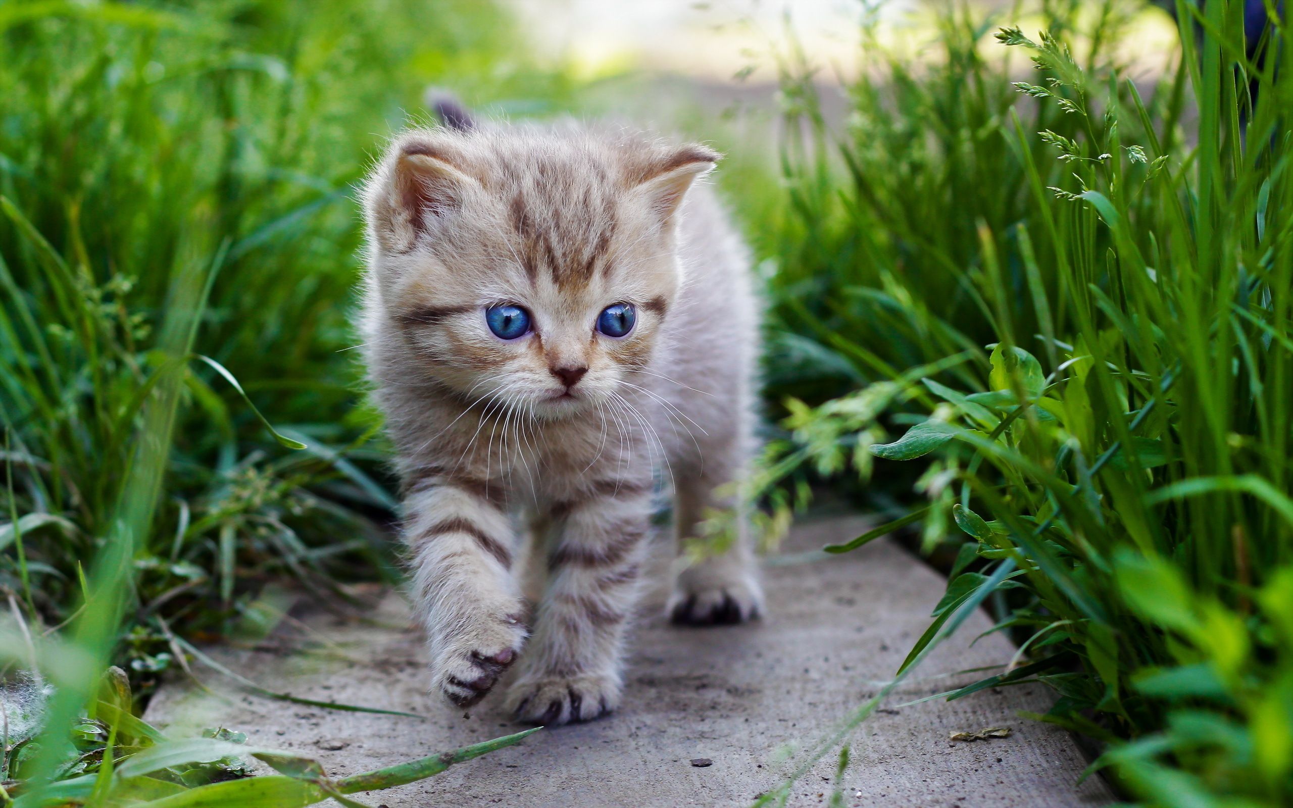 Cute Little Cats Wallpapers Wallpaper Cave
