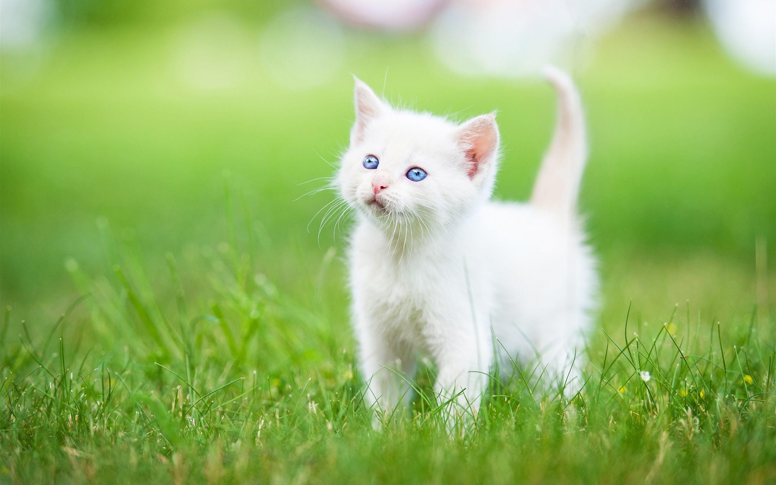 Cute Little Cats Wallpapers Wallpaper Cave