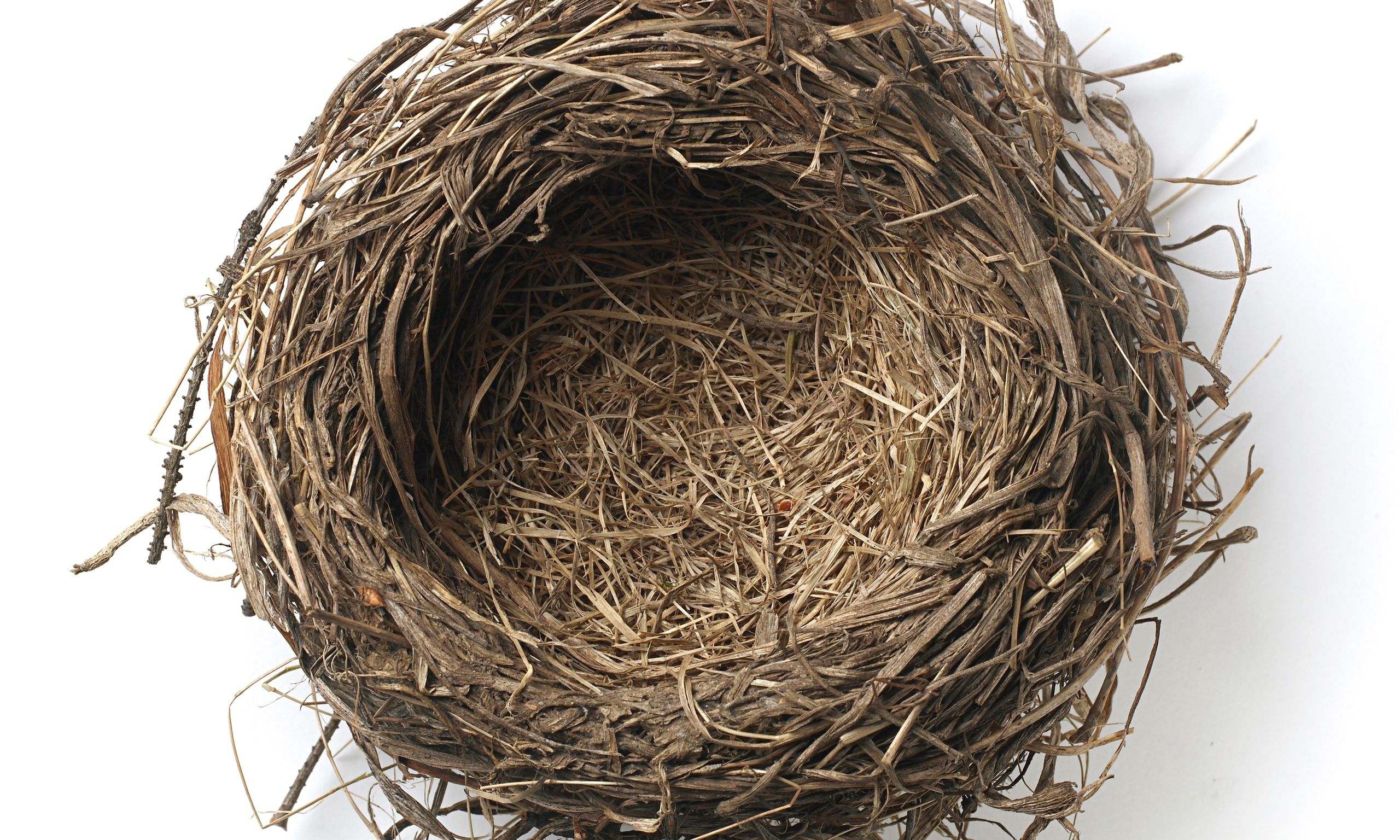 Bird Nest Wallpapers Wallpaper Cave