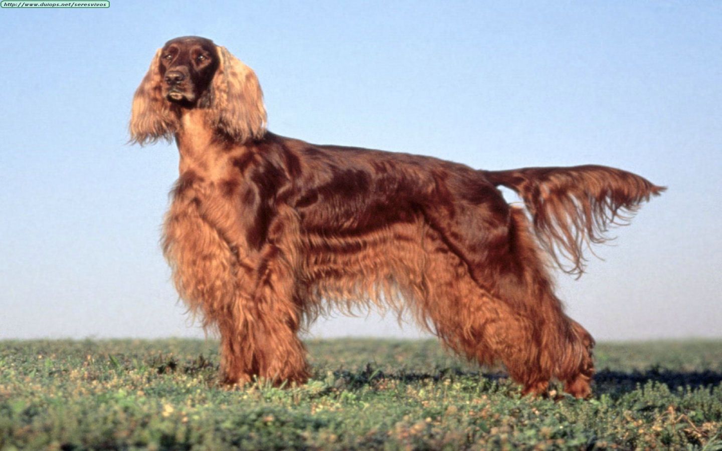 Irish Setter Wallpapers Wallpaper Cave
