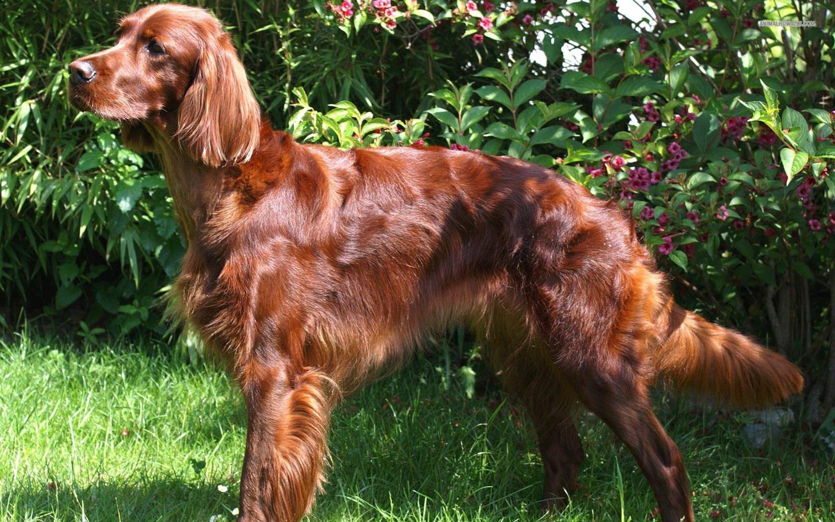 Irish Setter Wallpapers Wallpaper Cave