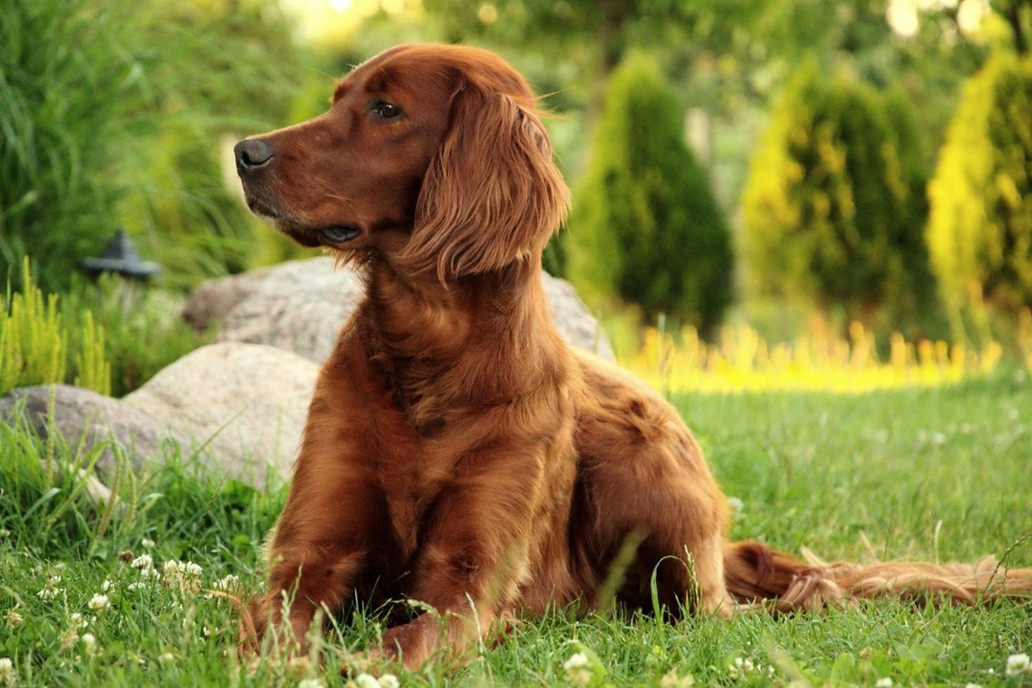 Irish Setter Wallpapers Wallpaper Cave