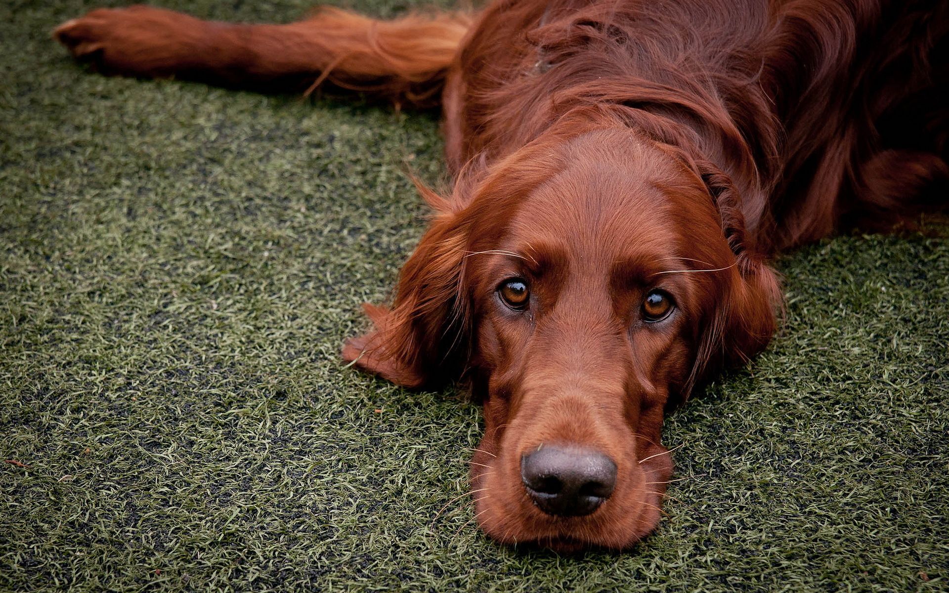 Irish Setter Wallpapers Wallpaper Cave