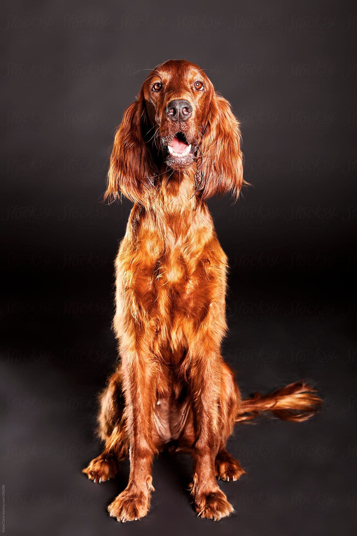 Irish Setter Wallpapers Wallpaper Cave