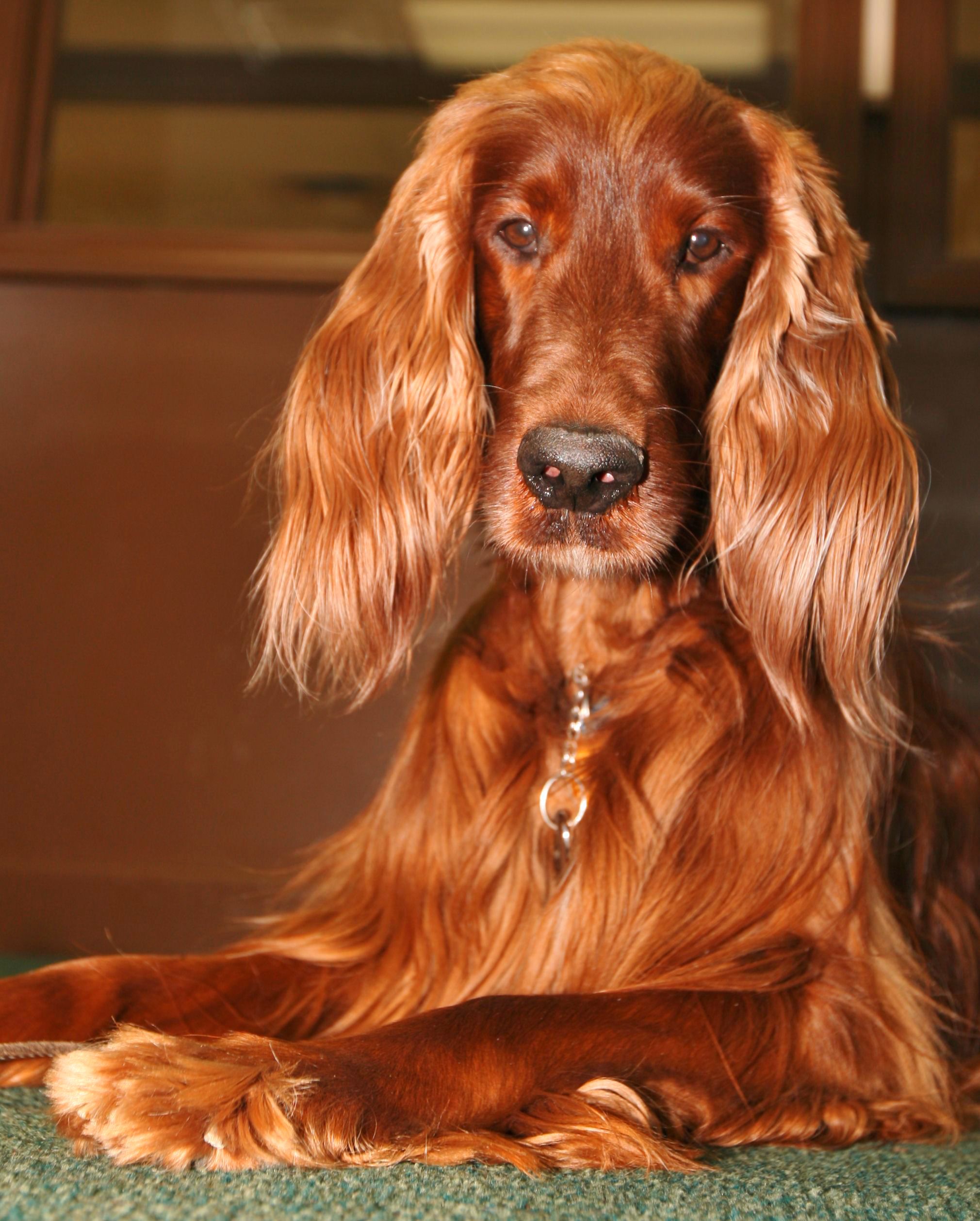 Irish Setter Wallpapers Wallpaper Cave