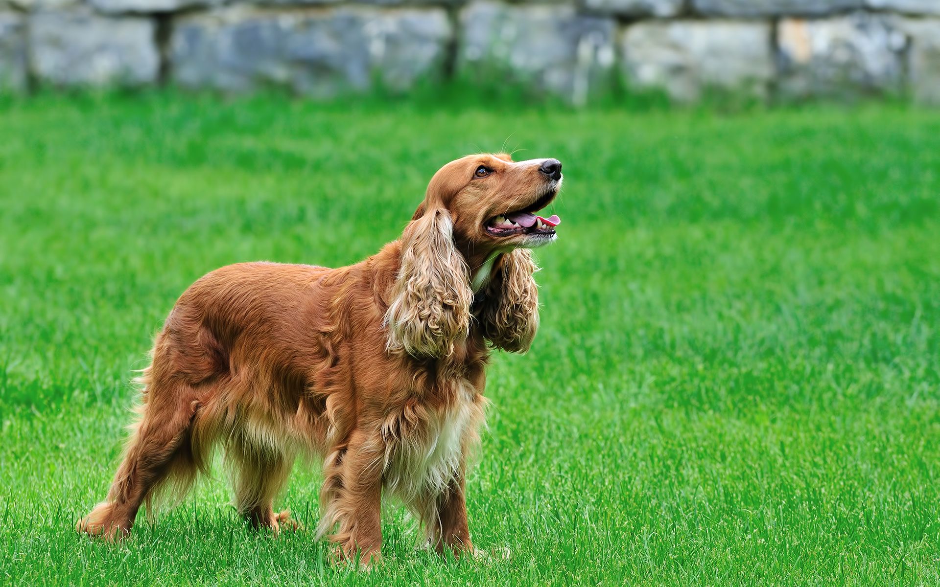 Irish Setter Wallpapers Wallpaper Cave