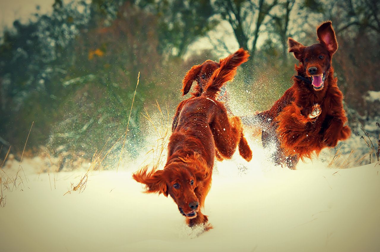 Irish Setter Wallpapers Wallpaper Cave