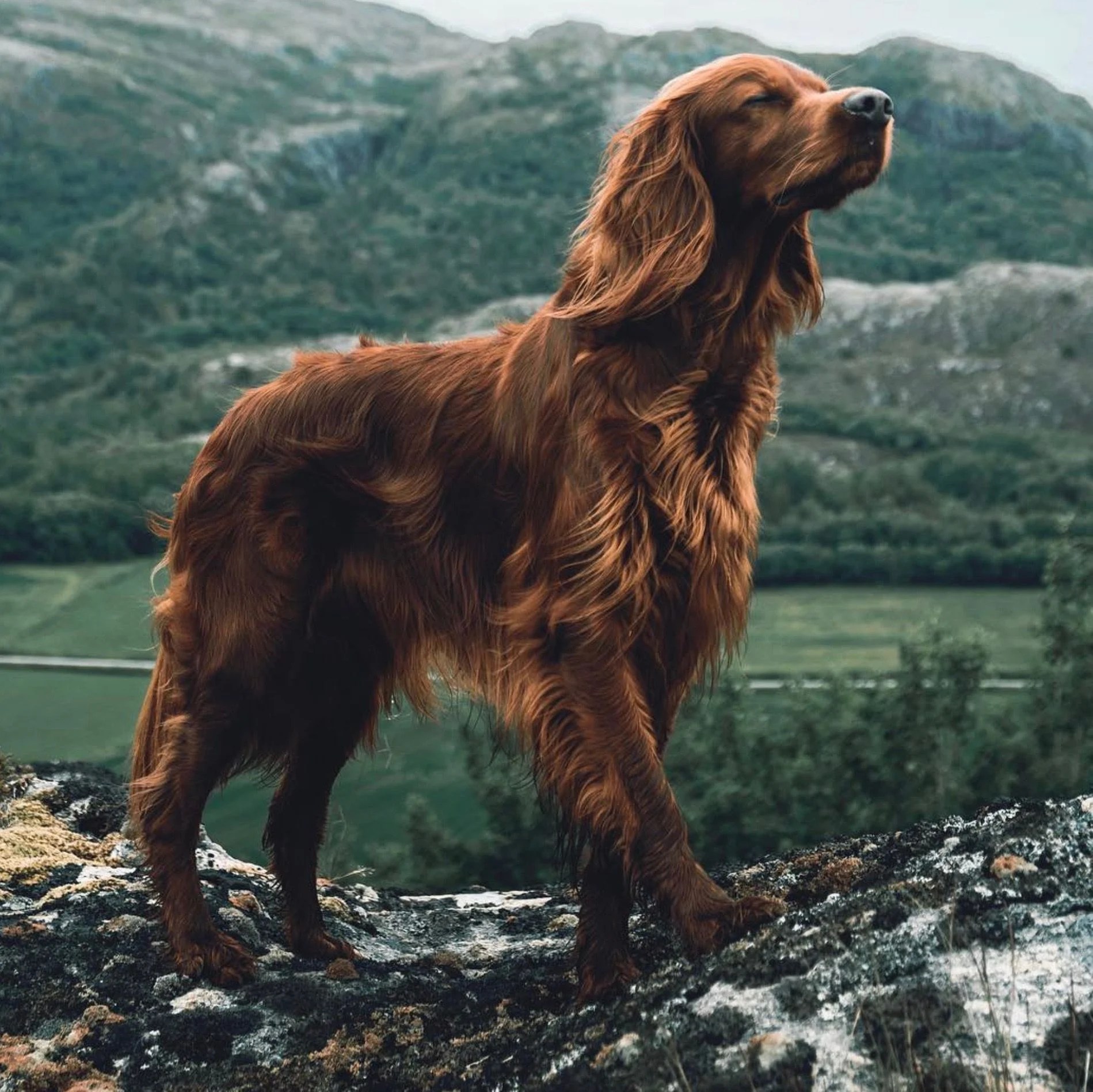 Irish Setter Wallpapers Wallpaper Cave