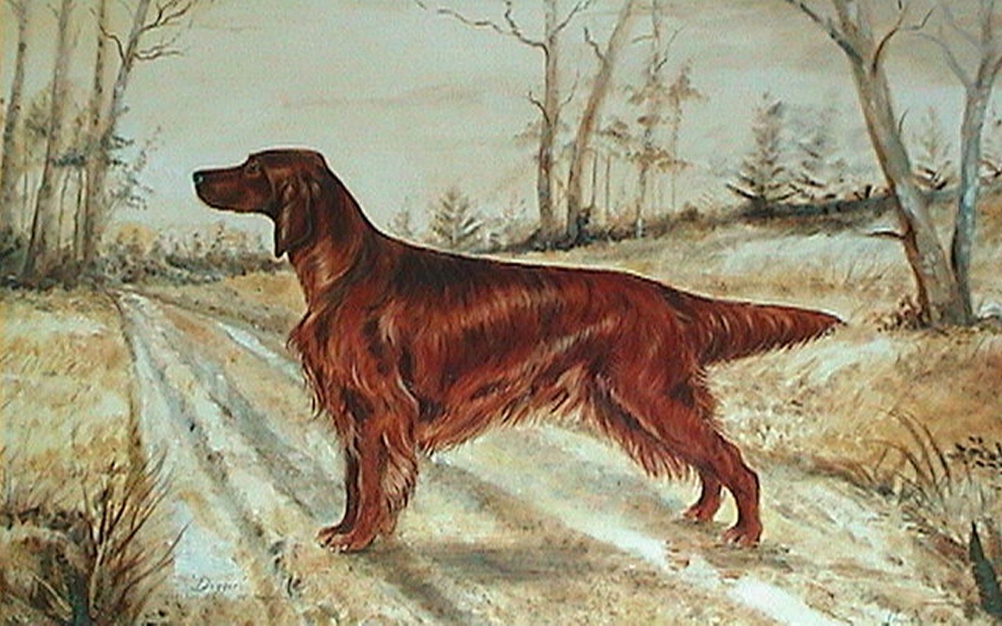 Irish Setter Wallpapers Wallpaper Cave