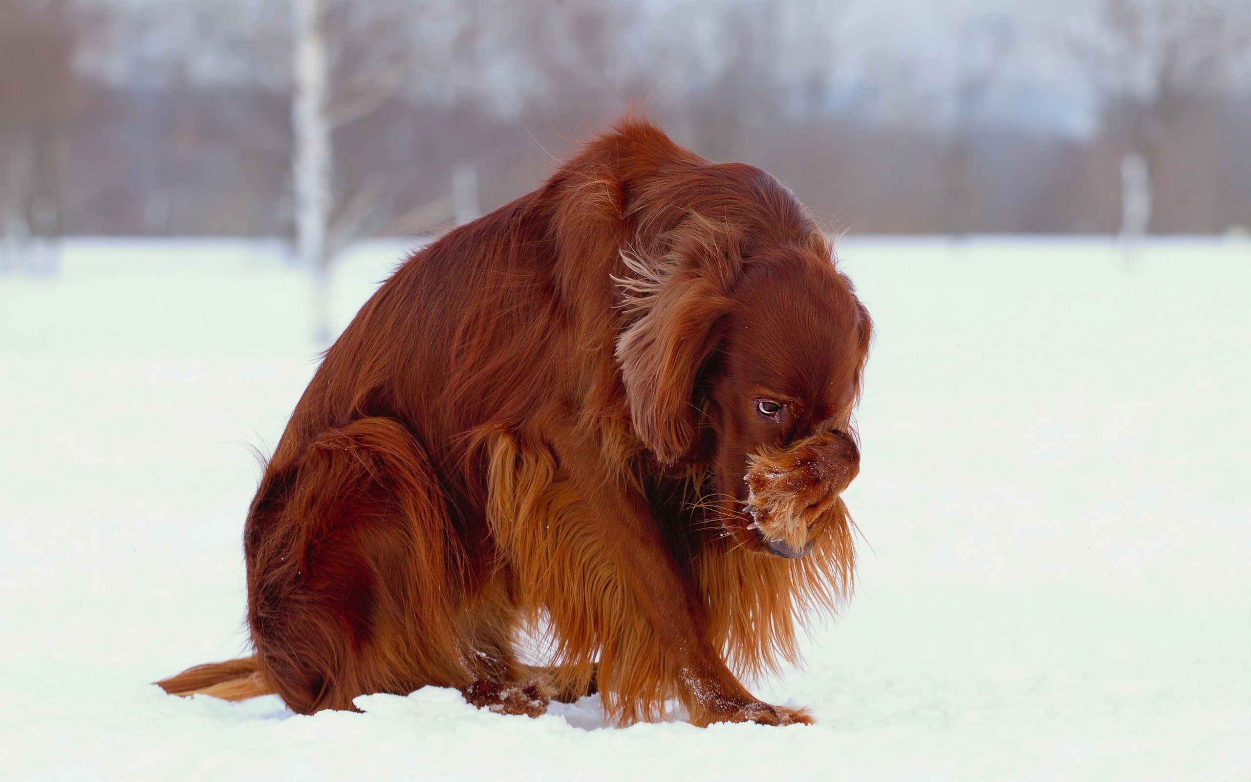 Irish Setter Wallpapers Wallpaper Cave