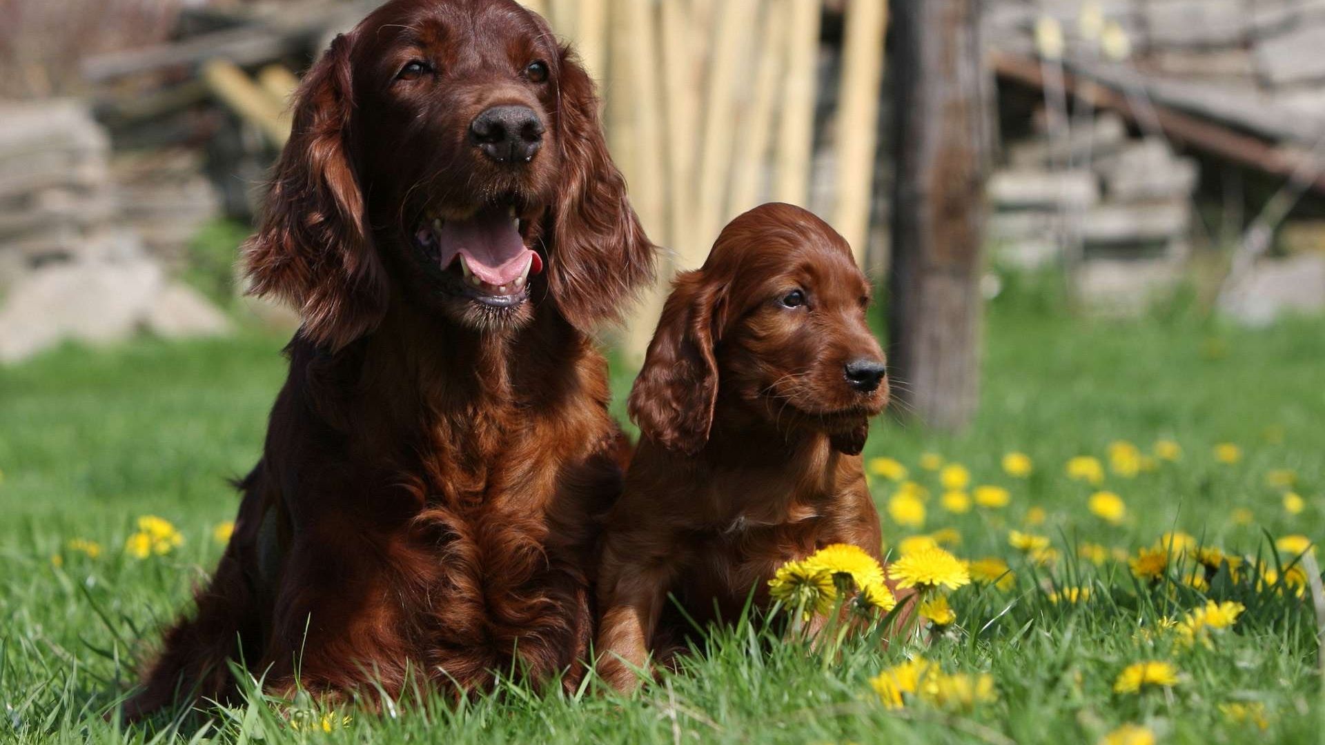 Irish Setter Wallpapers Wallpaper Cave