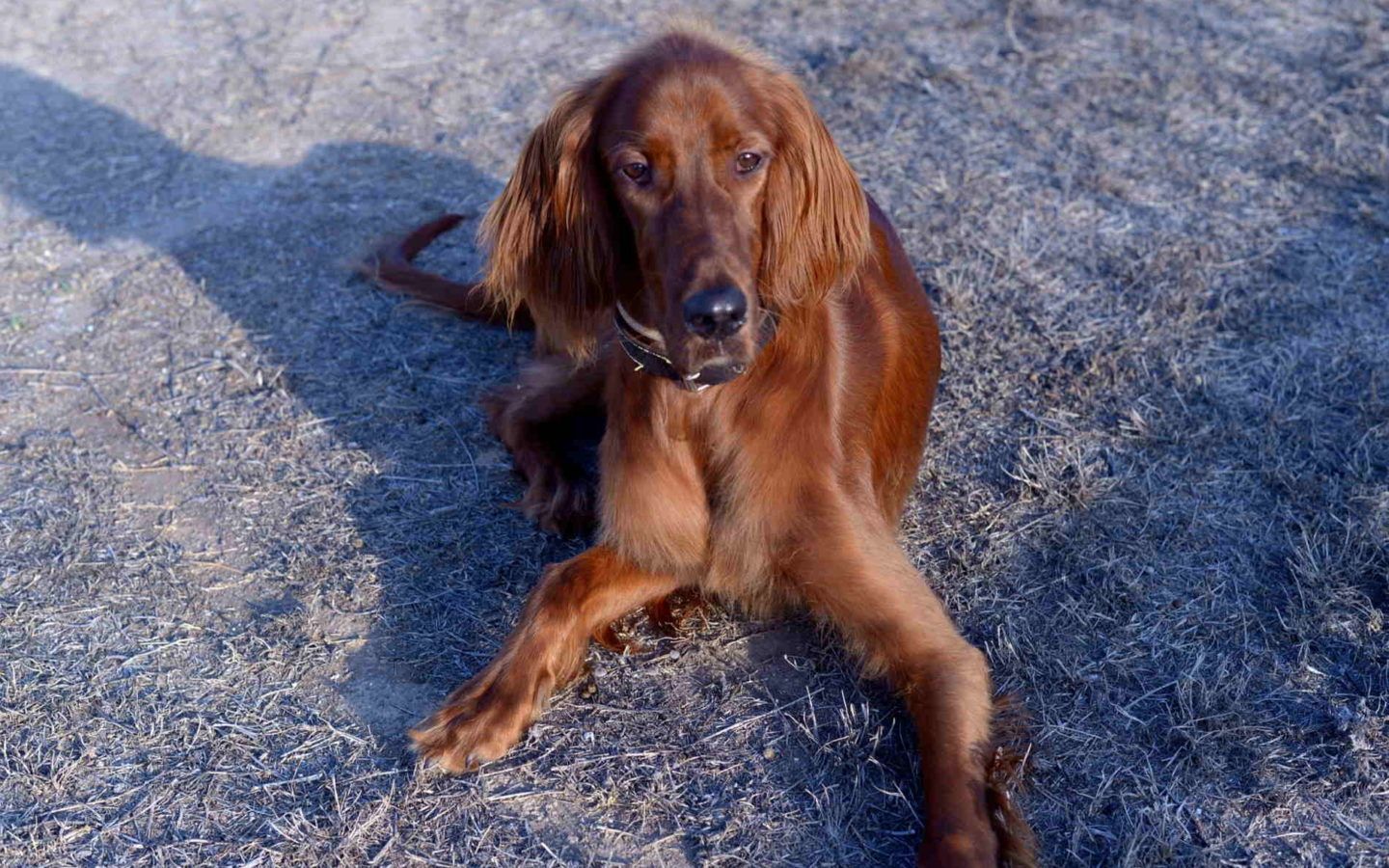 Irish Setter Wallpapers Wallpaper Cave