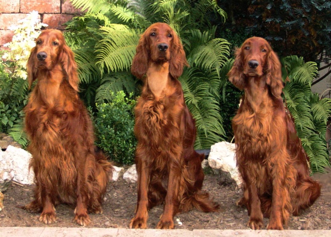 Irish Setter Wallpapers Wallpaper Cave