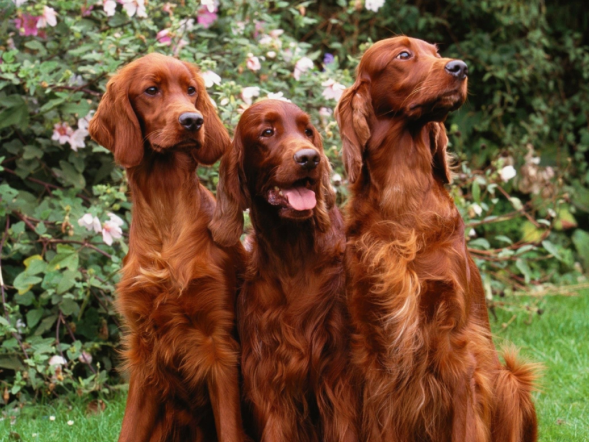Irish Setter Wallpapers Wallpaper Cave