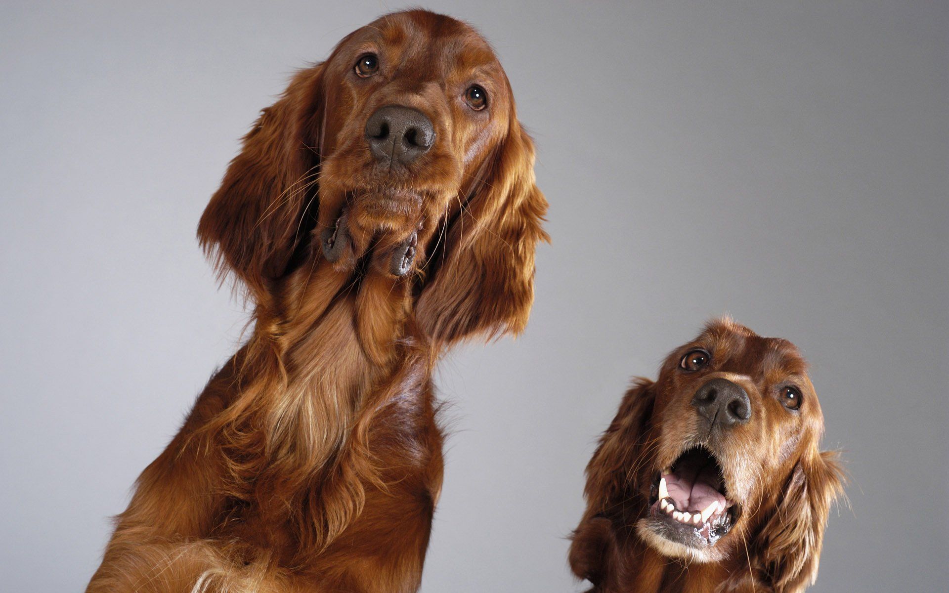 Irish Setter Wallpapers Wallpaper Cave