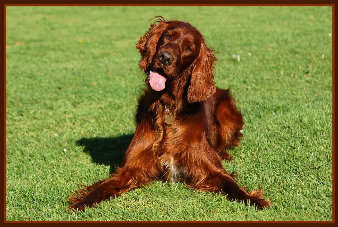 Irish Setter Wallpapers Wallpaper Cave
