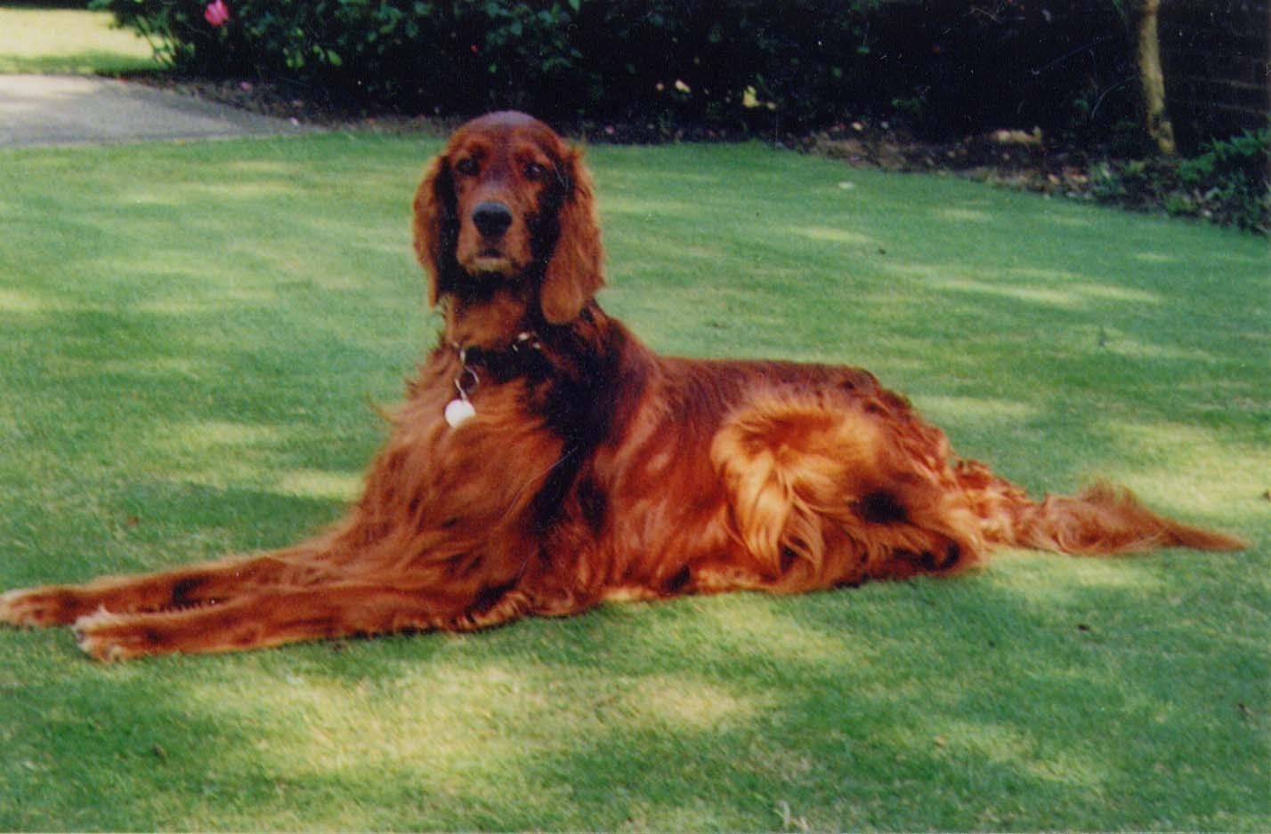 Irish Setter Wallpapers Wallpaper Cave