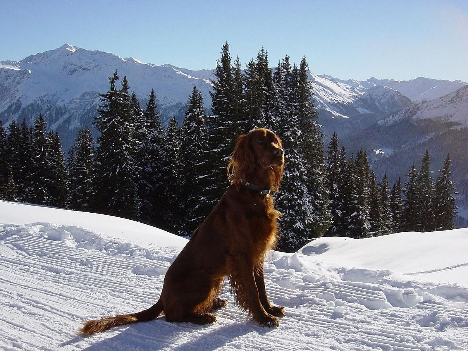Irish Setter Wallpapers Wallpaper Cave