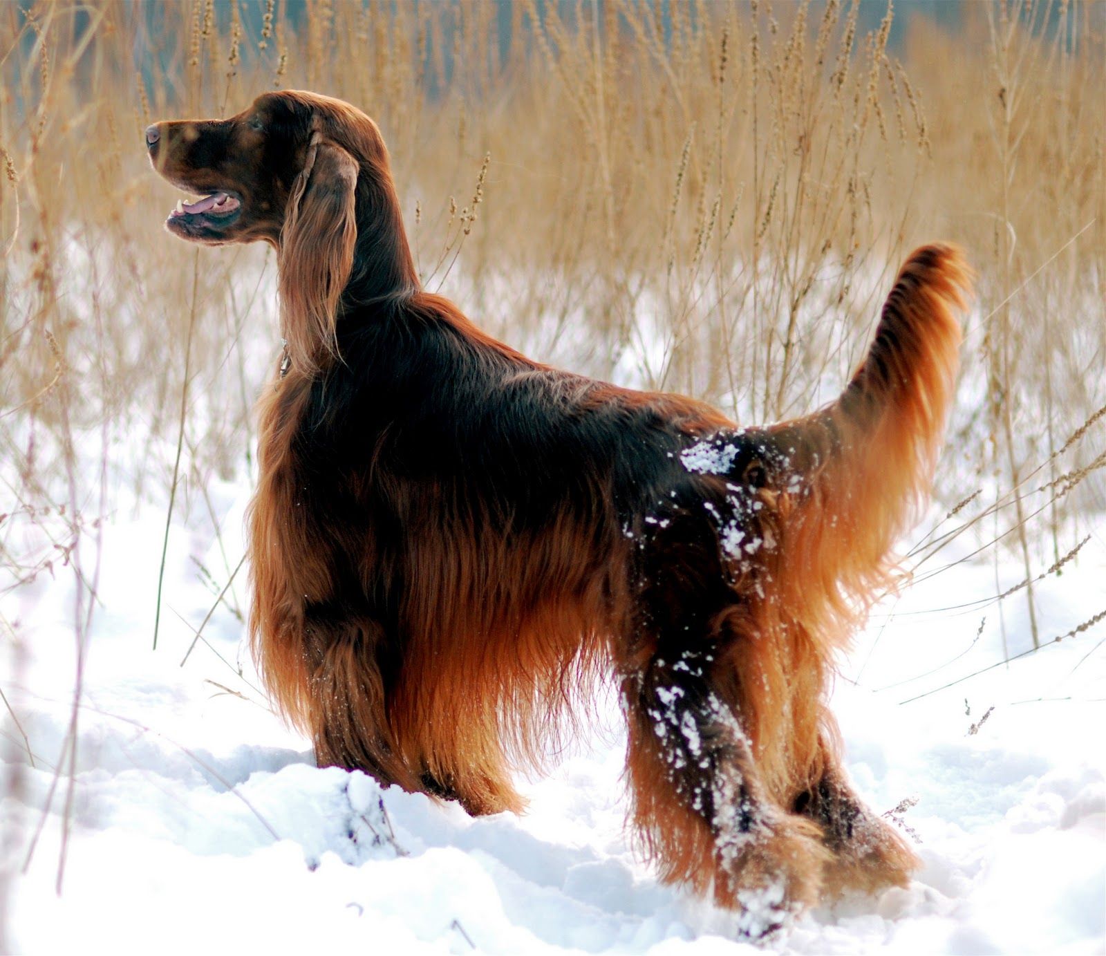 Irish Setter Wallpapers Wallpaper Cave