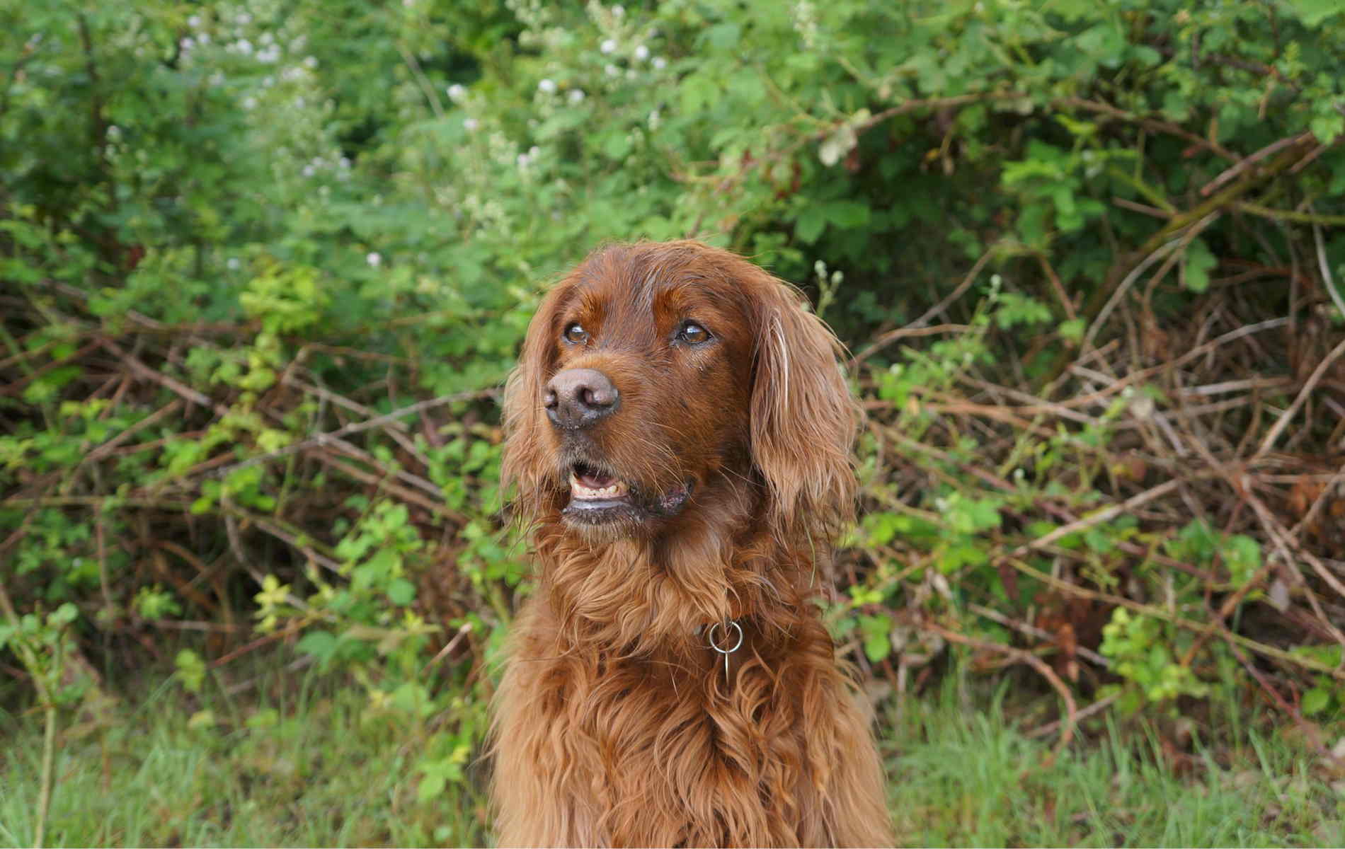 Irish Setter Wallpapers Wallpaper Cave