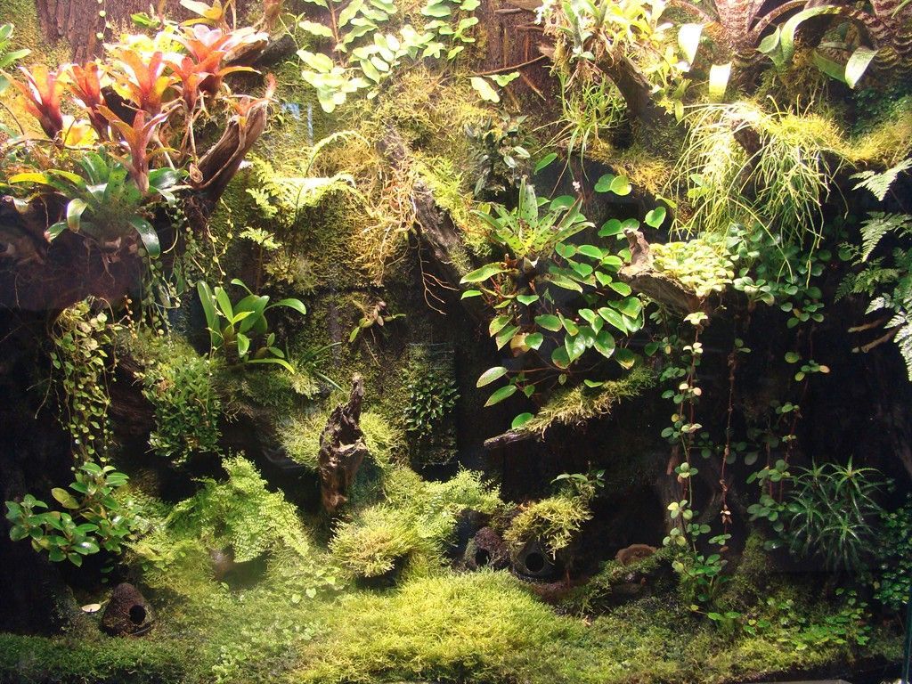 Terrarium Wallpapers Wallpaper Cave