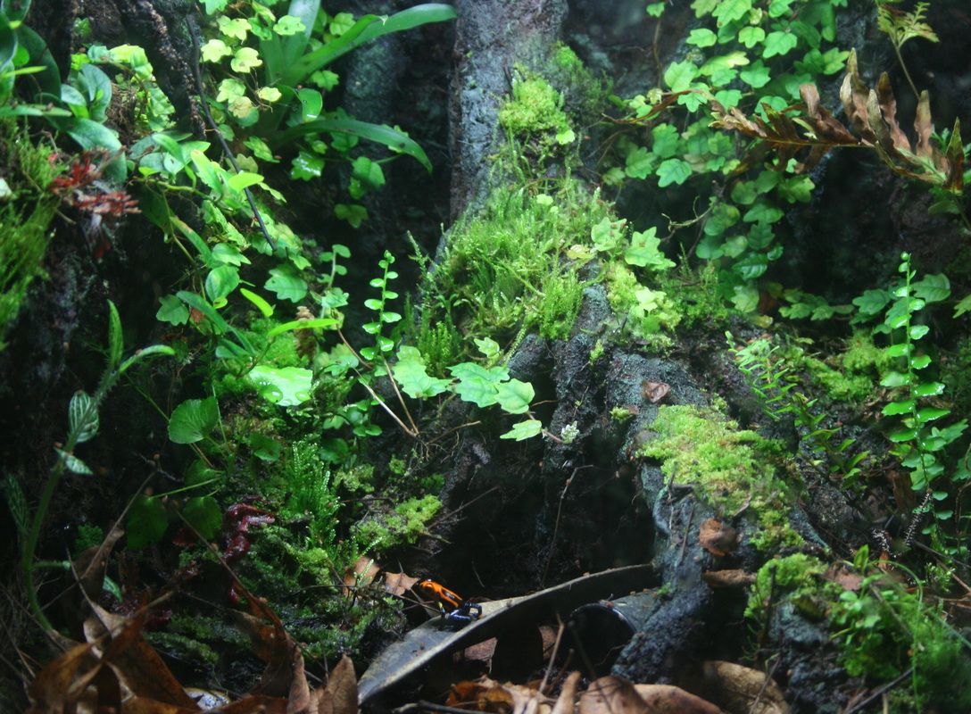 Terrarium Wallpapers Wallpaper Cave