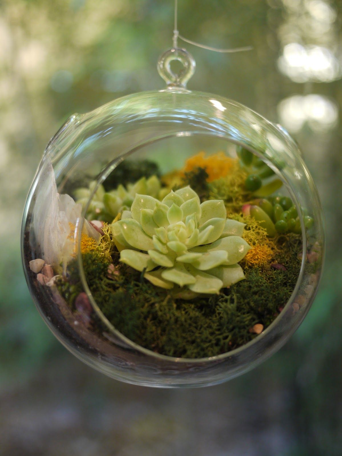 Terrarium Wallpapers Wallpaper Cave