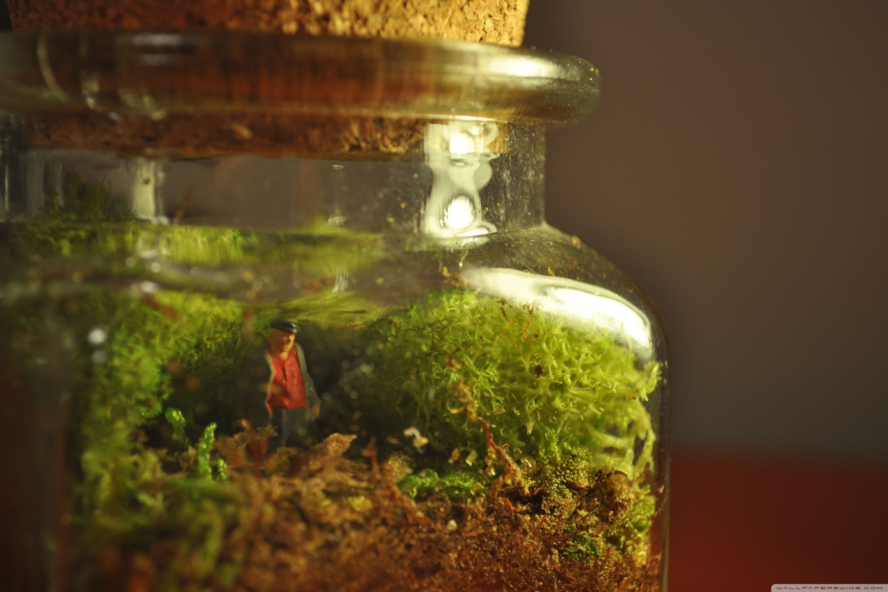 Terrarium Wallpapers Wallpaper Cave