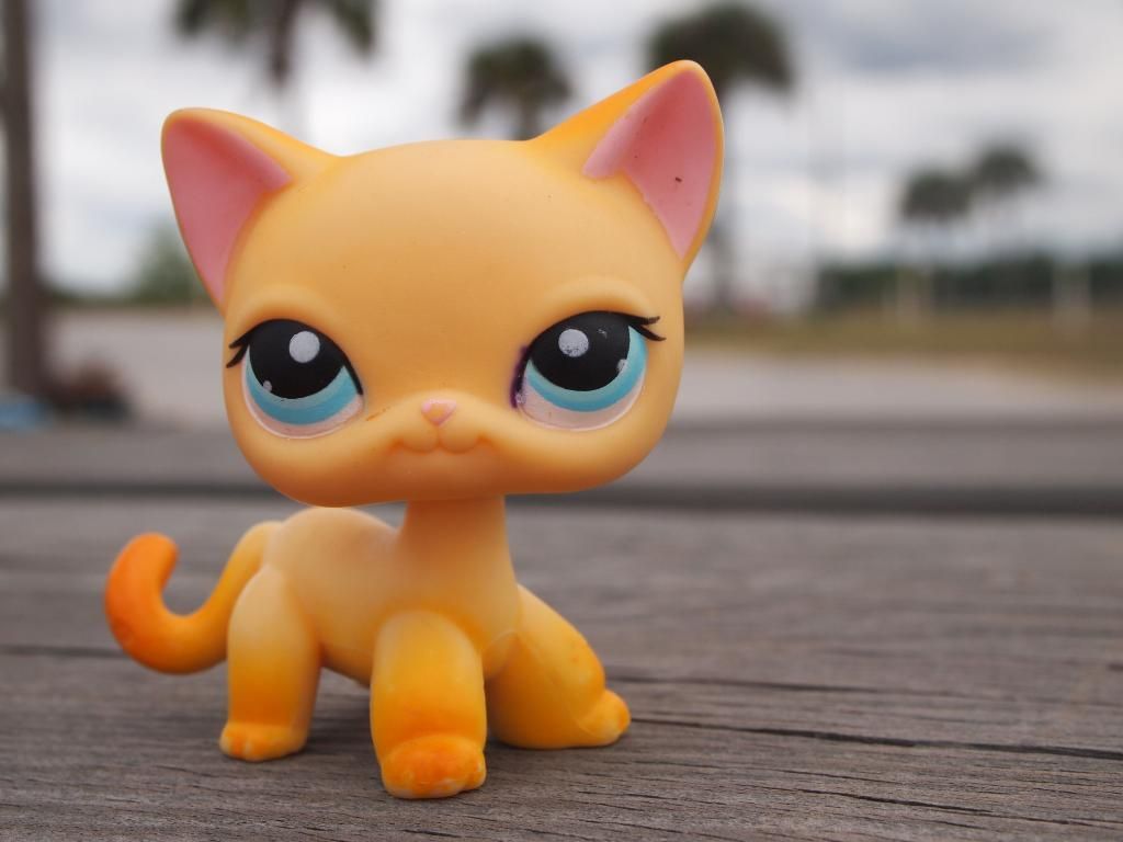 LPS Cats Wallpapers Wallpaper Cave