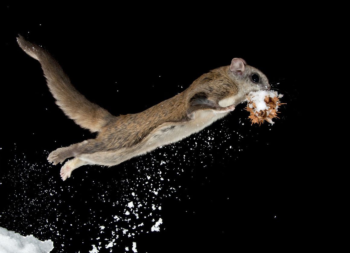 Flying Squirrel Wallpapers Wallpaper Cave